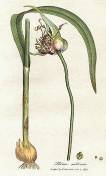 250px-Allium_sativum_Woodwill_1793.jpg